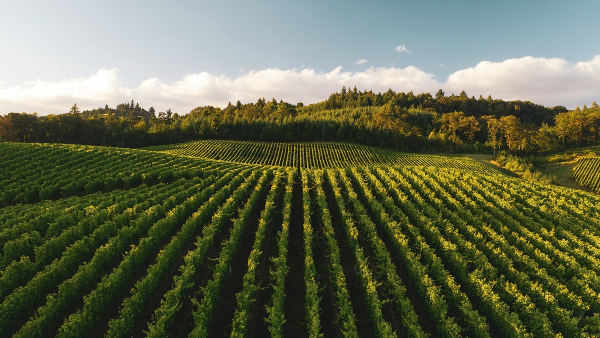 Vigneto italiano al tramonto, simbolo enogastronomico