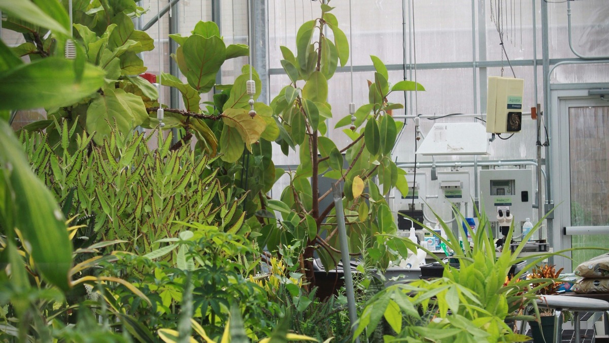 serra piante biologico coltivazione sostenibile ricerca