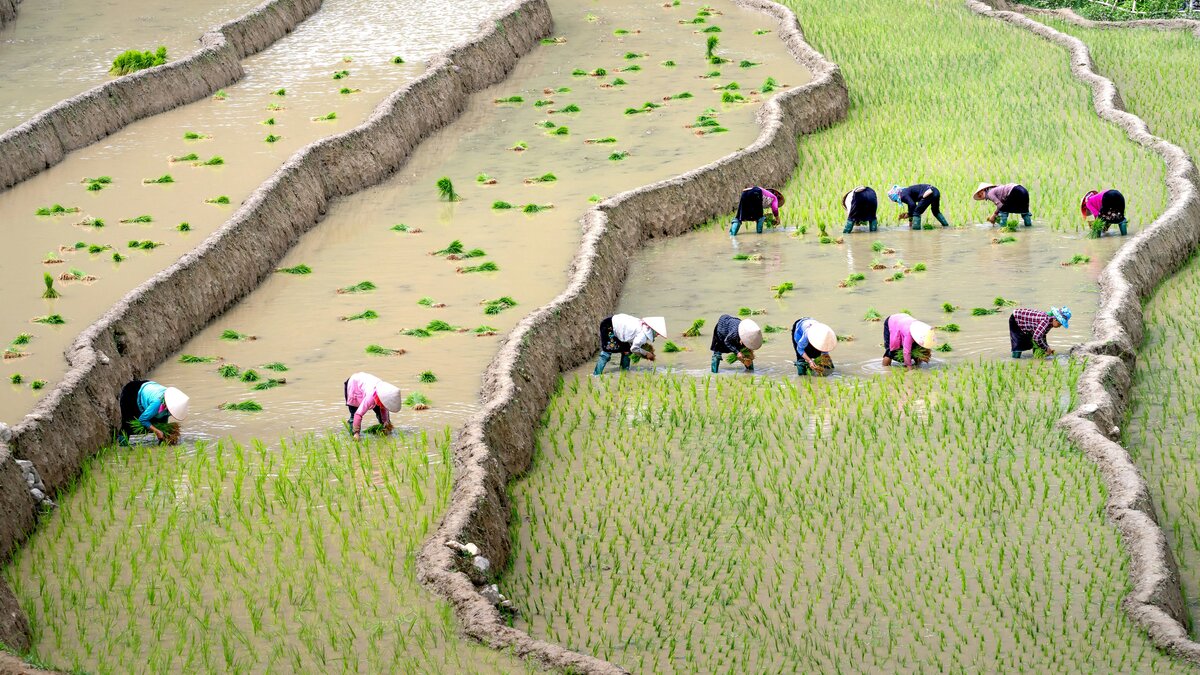 campo agricolo, terra, siccità, cambiamenti climatici
