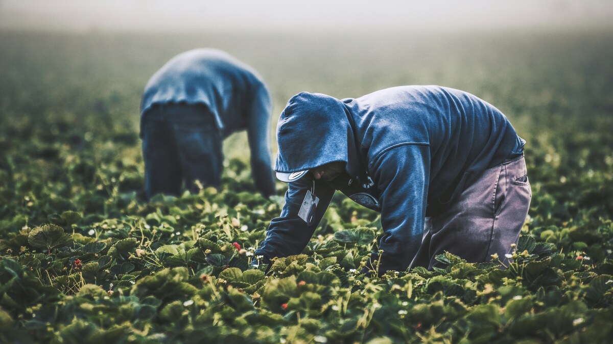 braccianti migranti agricoltura caporalato insediamenti