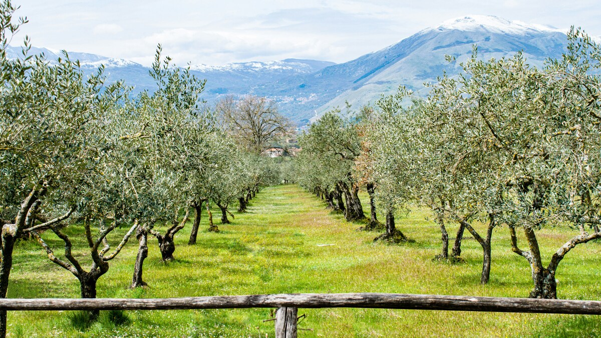 olio extravergine oliva produttori turismo enogastronomico