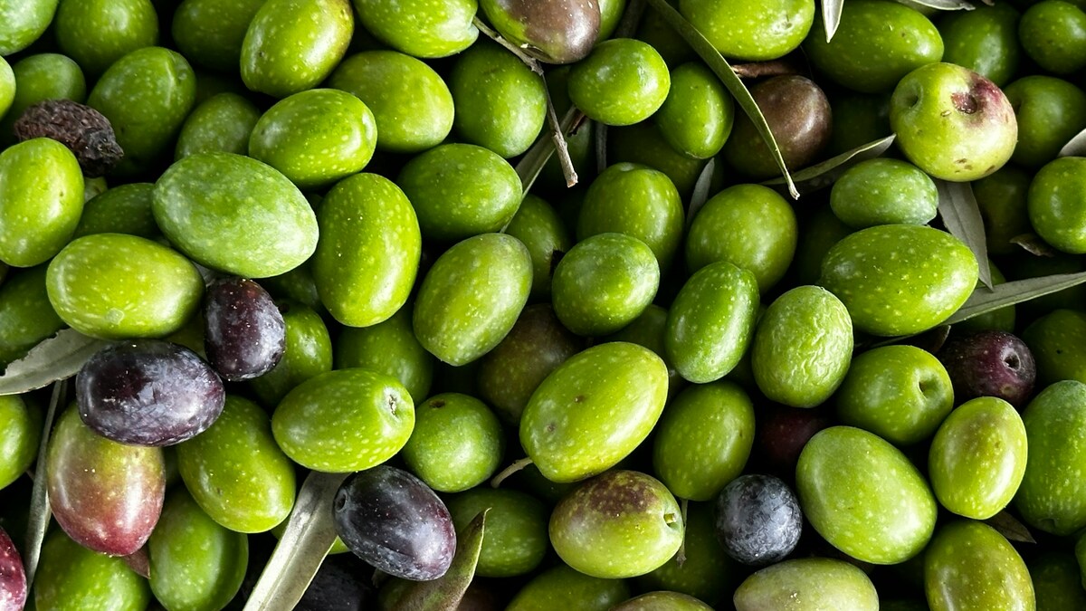 ulivi olio extravergine oliva