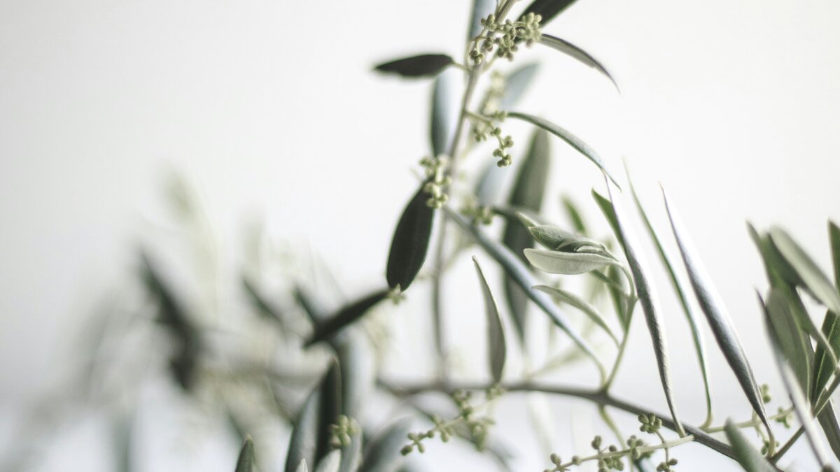 ramo ulivo olive verdi olivicoltura Albania formazione