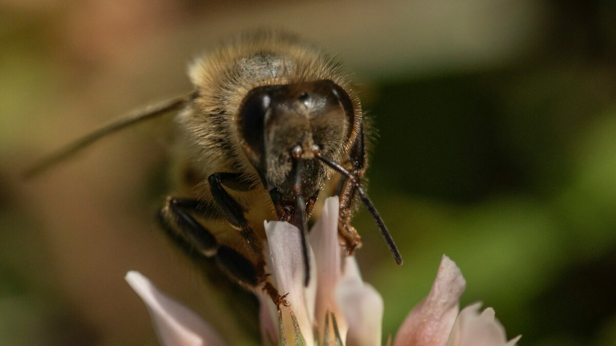 ape su fiore impollinazione biodiversità agricoltura