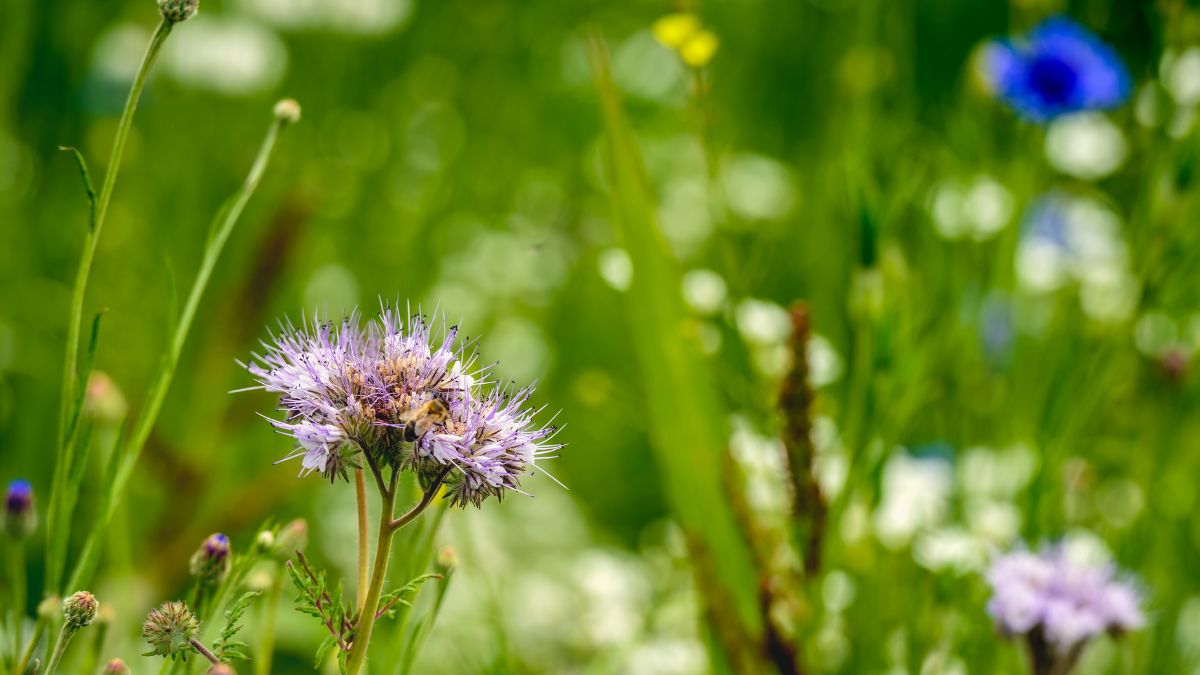 biodiversità grano