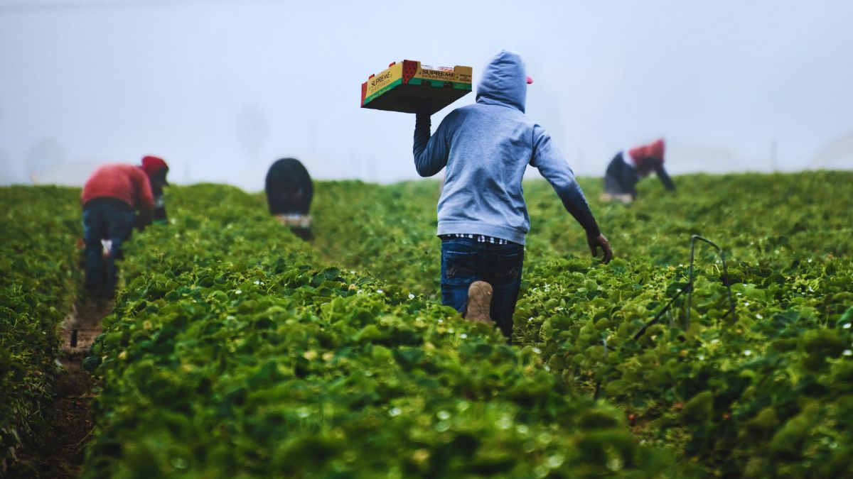 lavoratori agricoli migranti campo raccolta sfruttamento