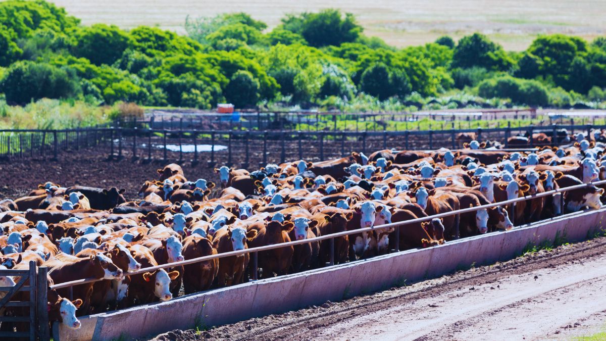 accordo commerciale UE Mercosur export agroalimentare