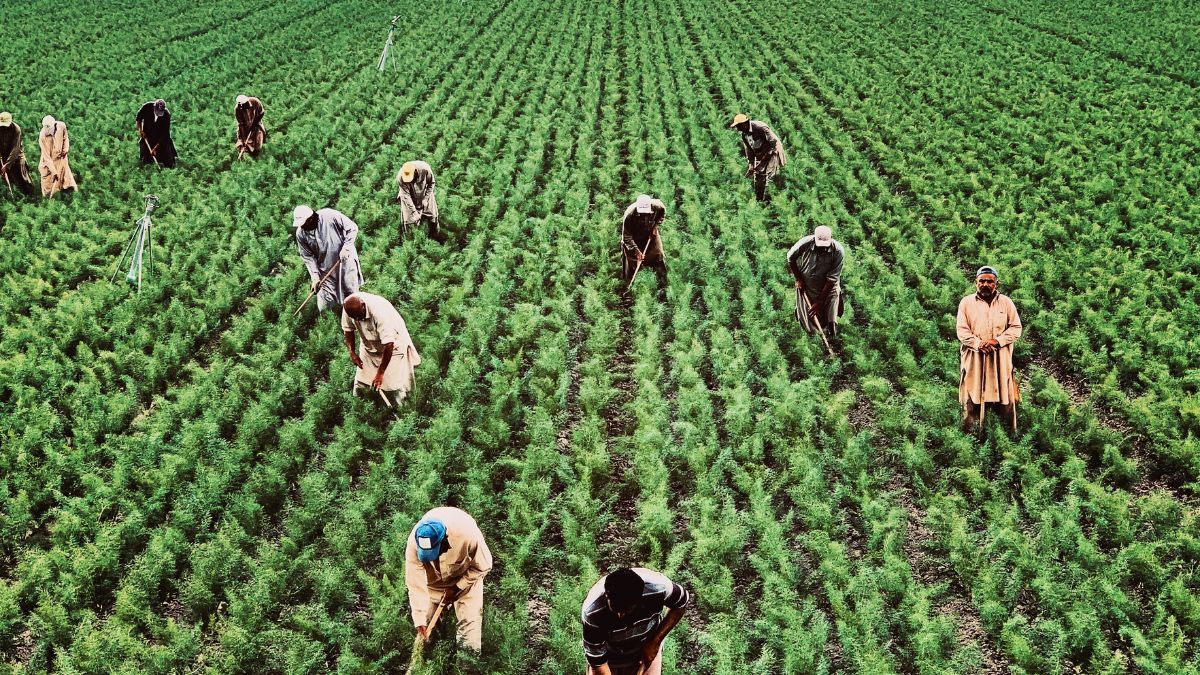 Satnam Singh AIC caporalato legalità lavoro agricolo Latina