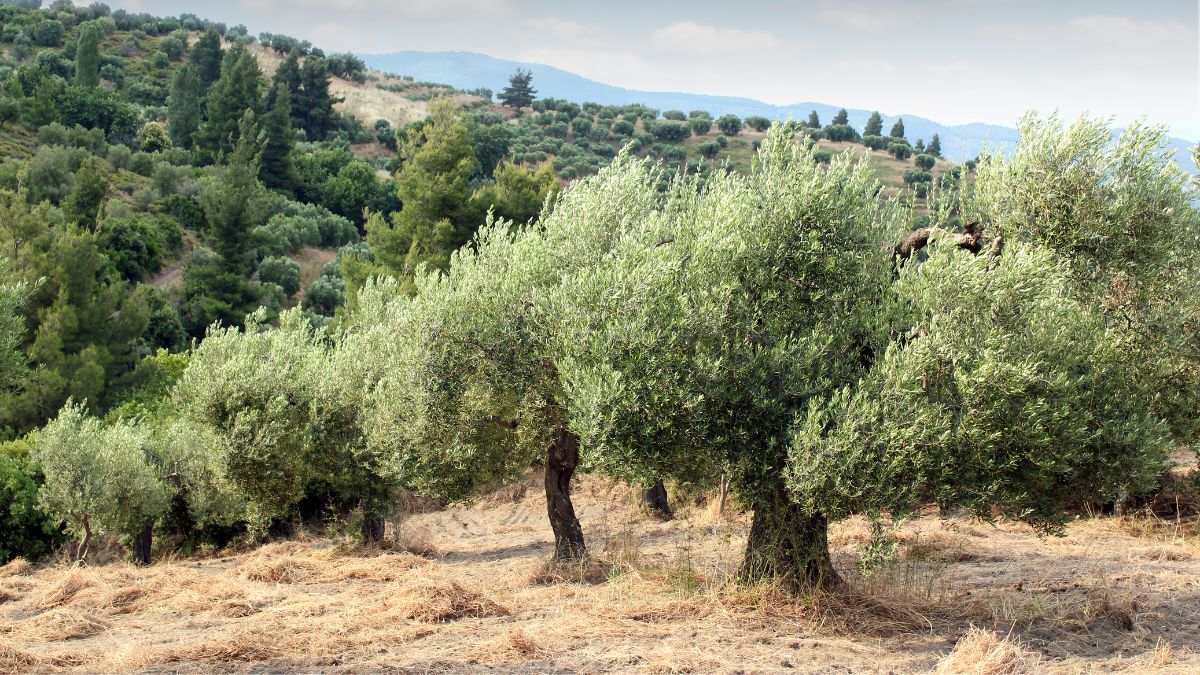 AIC marchio biologico italiano sostenibilità agricoltura