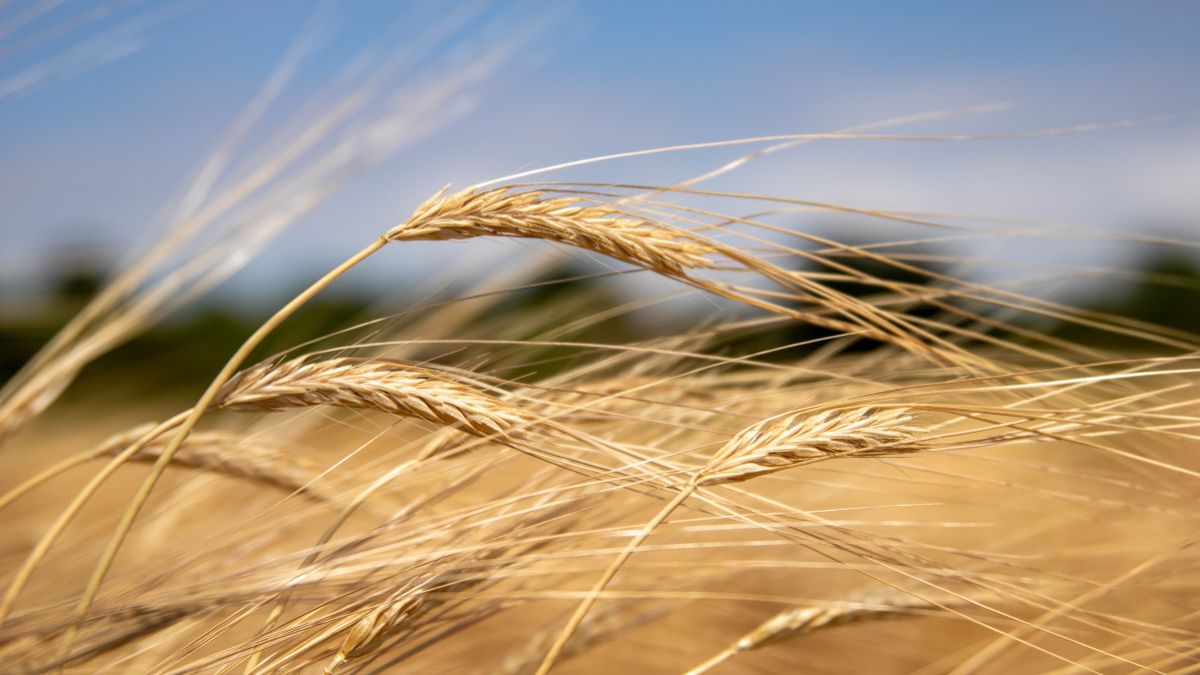 Prezzo grano cereali AIC crisi imprese agricole Molise