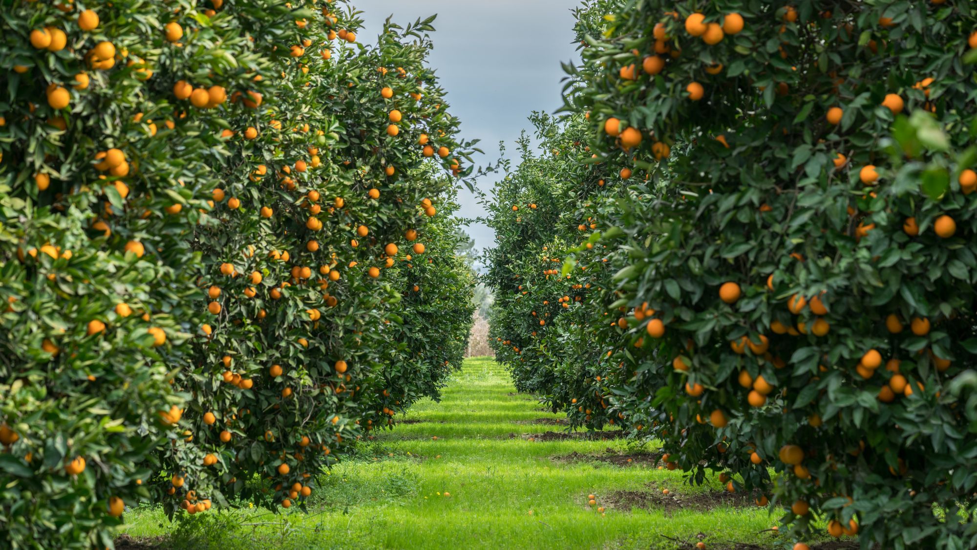 Maltempo arance AIC danni agricoltura