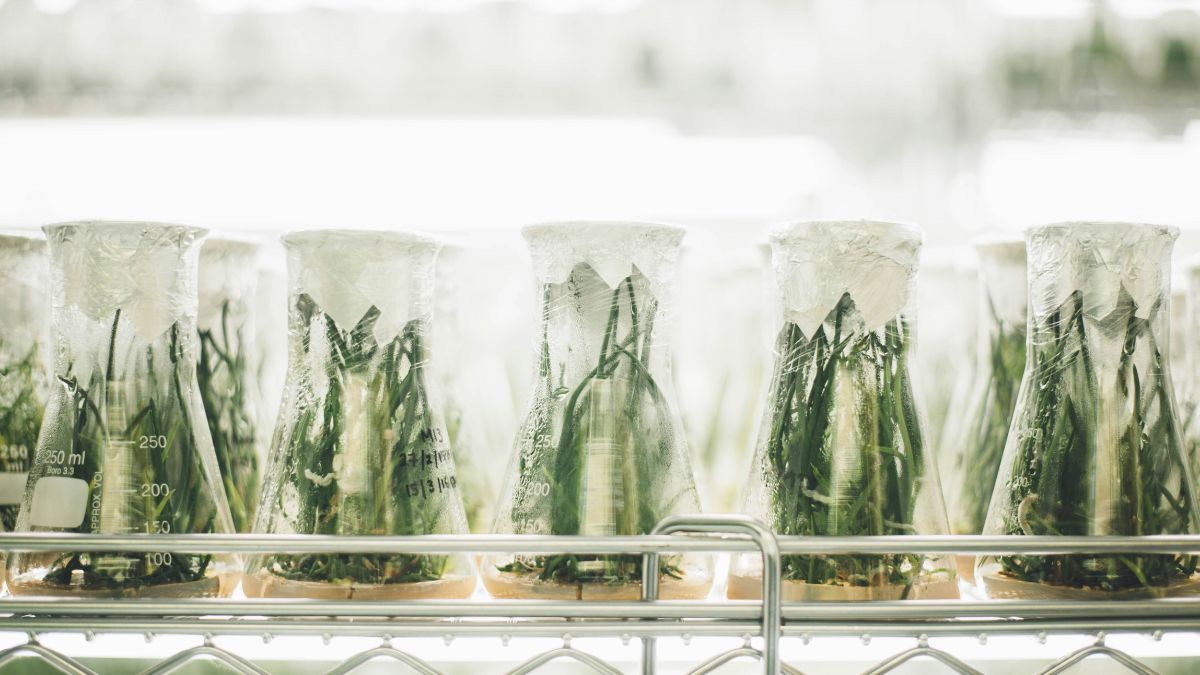TEA genomica piante siccità agricoltura sostenibile
