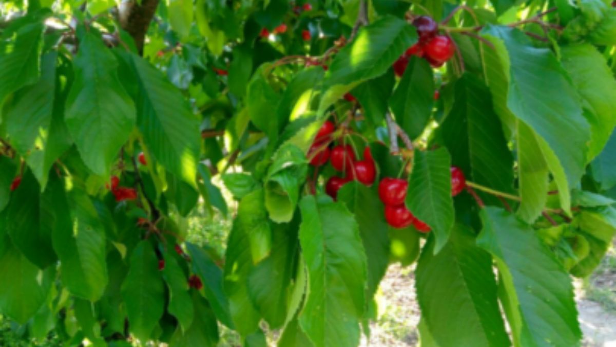 Ciliegie del Pollino, azienda agricola L&B