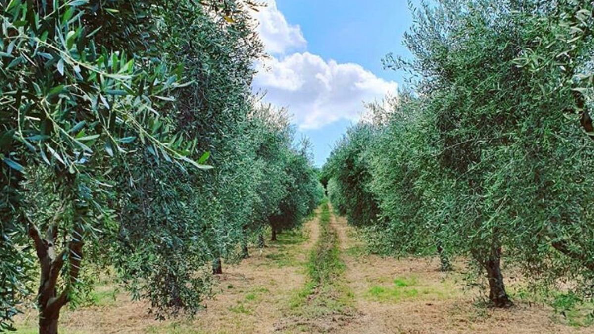 Olio Magisto, Gold Medal BIOIL 2019