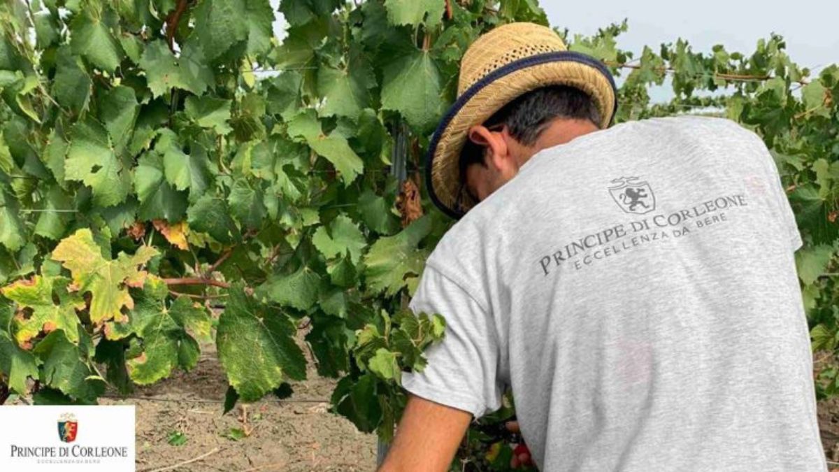 Degustazione vini siciliani, cantina aperta Corleone