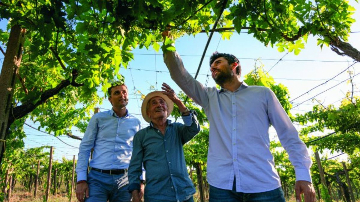 Cantina affinamento vini, Tenute Martarosa Molise