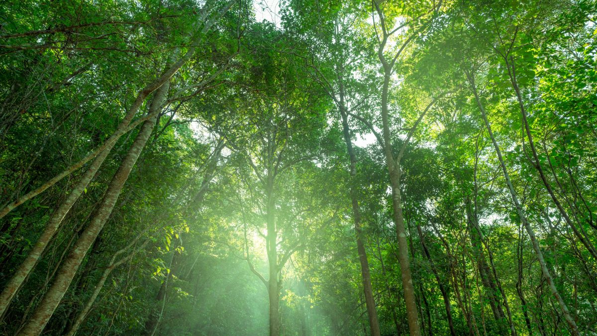 Crediti carbonio, forestazione, sostenibilità ambientale