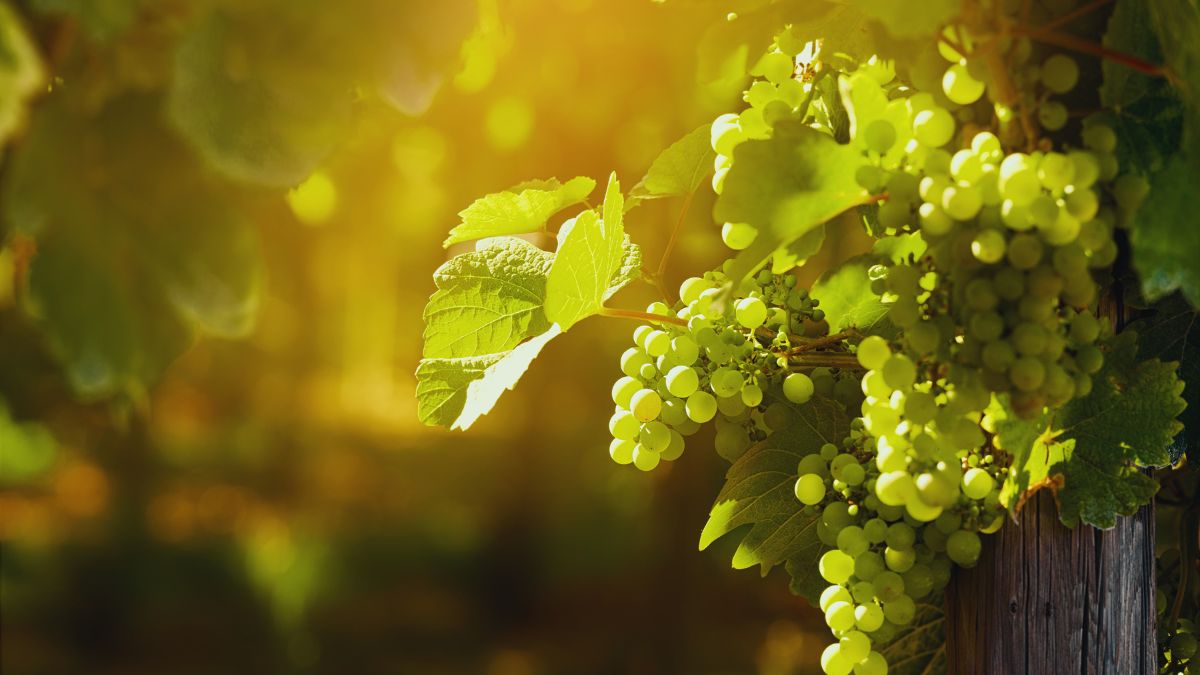 Vino italiano, export, filiera vitivinicola