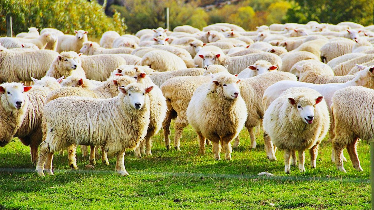 Zootecnia ovina, benessere animale, innovazione agricola