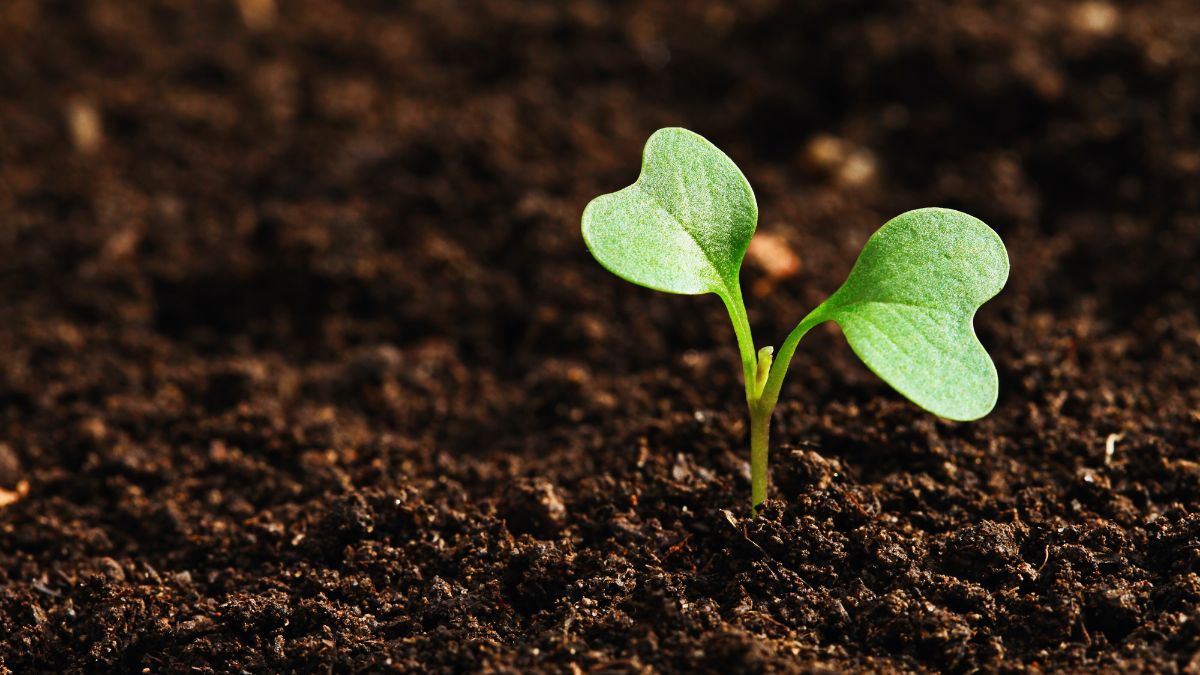 Salute piante, parassiti, sicurezza alimentare