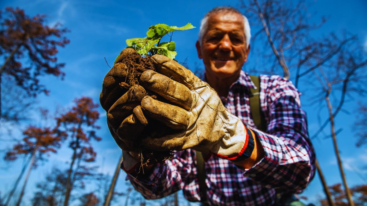 Foreste, ambiente, sostenibilità