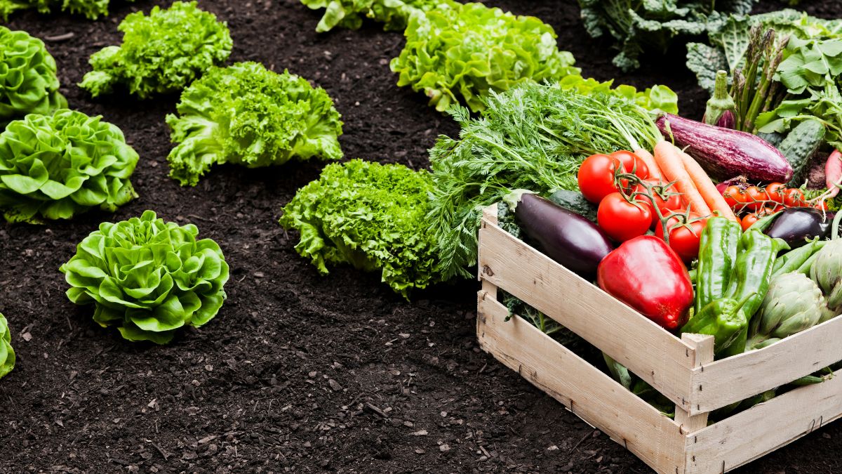Prodotti agroalimentari tipici di un distretto locale