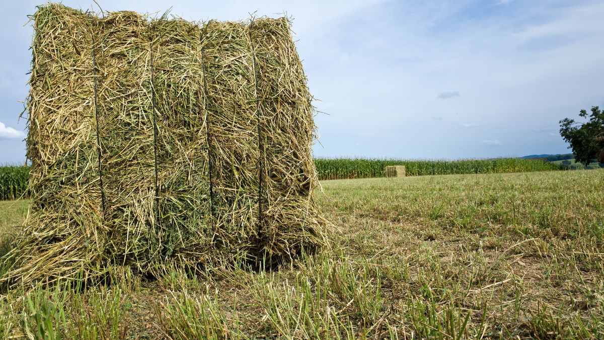 decreto agricoltura legge parlamento imprese filiere