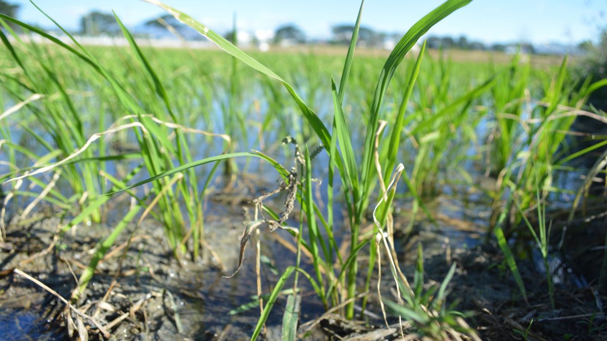 decreto emergenze agricoltura 2024 mutui fotovoltaico
