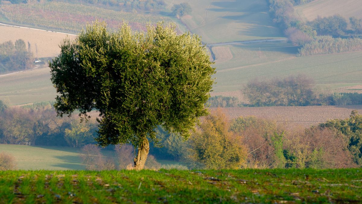 terreni agricoli asta ISMEA giovani imprenditori ettari