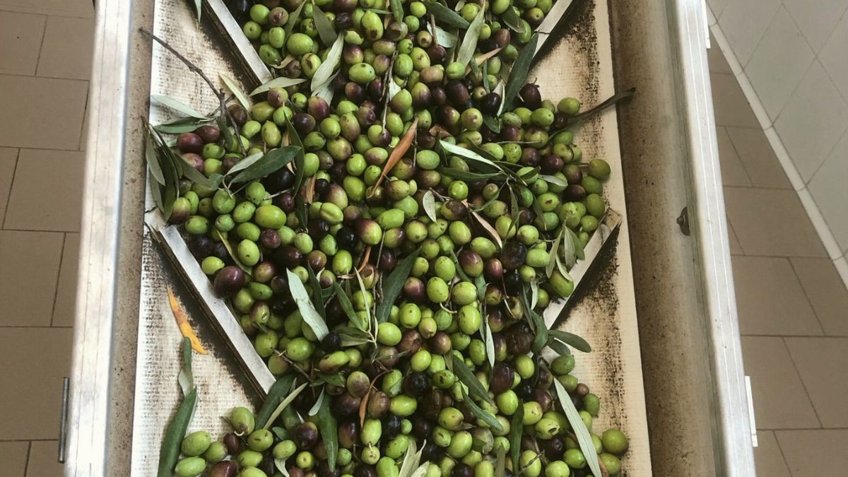 frantoio oleario ammodernamento olio EVO PNRR molitura