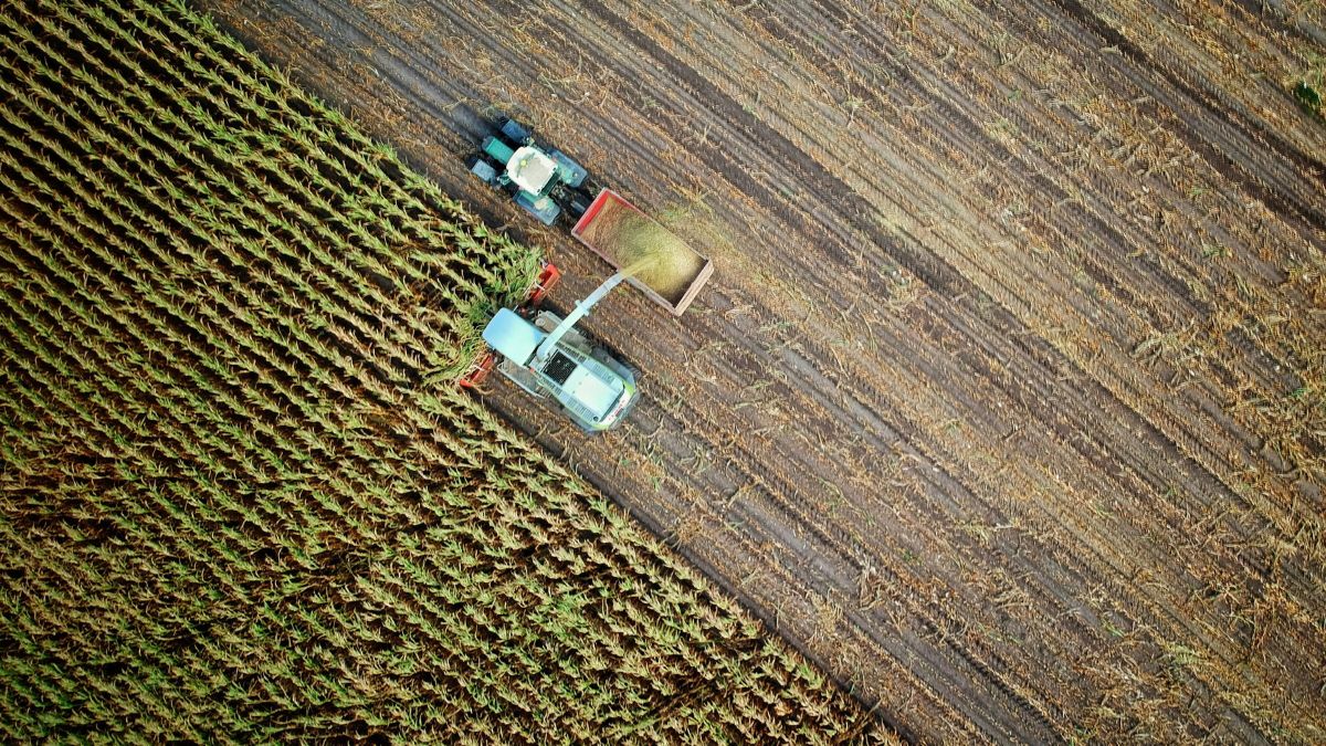 dati ISTAT agricoltura Covid 2020 valore aggiunto produzione