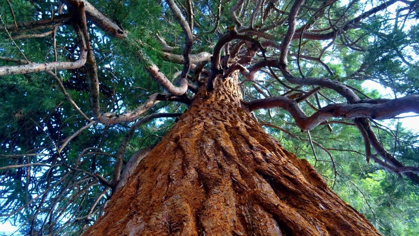 quercia secolare albero monumentale Italia biodiversità