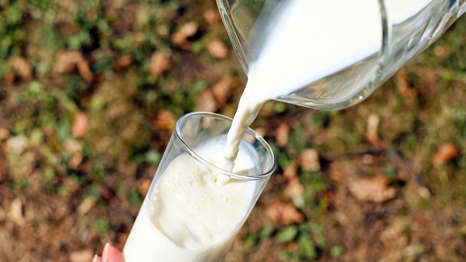 latte intesa filiera