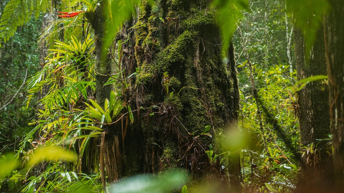 Aic Biodiversita